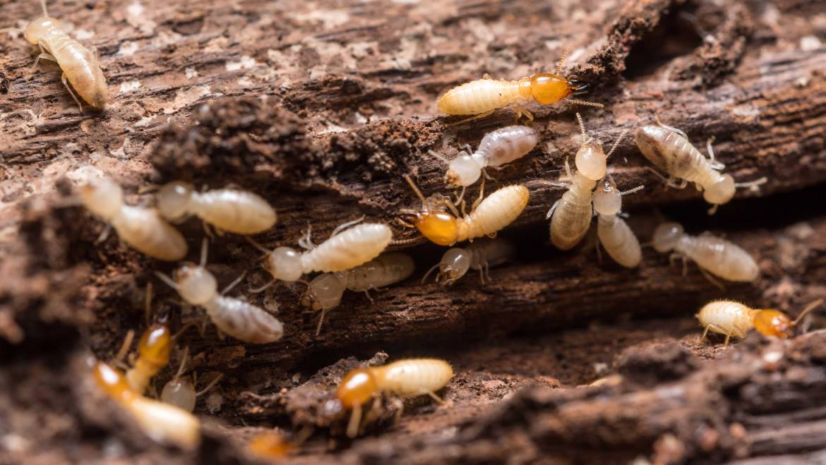Termites